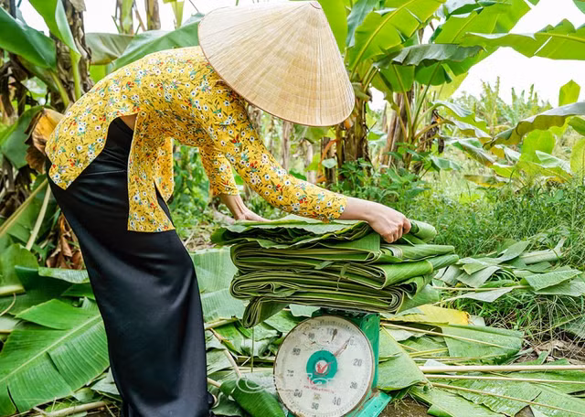 3 loại lá giúp người dân làm giàu - Hình 8 3 loai la giup nguoi dan lam giau-Hinh-8
