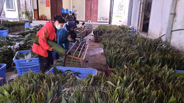 3 loại lá giúp người dân làm giàu - Hình 9 3 loai la giup nguoi dan lam giau-Hinh-9