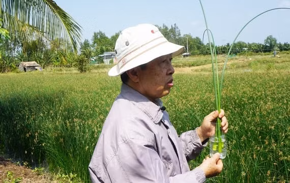 Những loại cỏ dại giúp nông dân đổi đời - Hình 8 Nhung loai co dai giup nong dan doi doi-Hinh-8