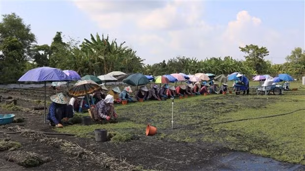 Những loại cỏ dại giúp nông dân đổi đời - Hình 6 Nhung loai co dai giup nong dan doi doi-Hinh-6