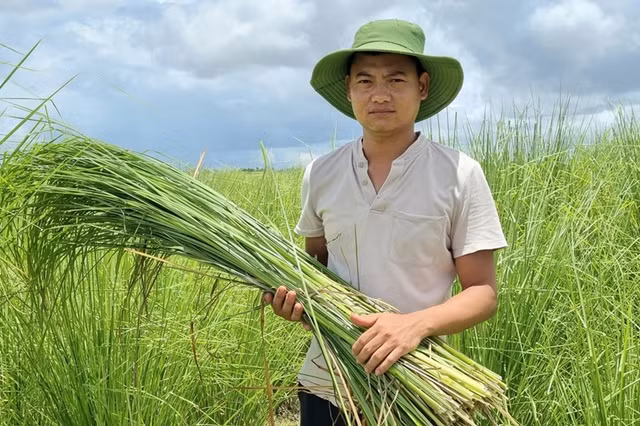 Những loại cỏ dại giúp nông dân đổi đời - Hình 3 Nhung loai co dai giup nong dan doi doi-Hinh-3