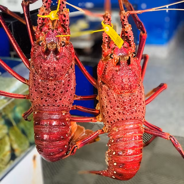 Tận hưởng 4 loại tôm hùm đắt đỏ được ưa chuộng tại Việt Nam - Hình 11 Tan huong 4 loai tom hum dat do duoc ua chuong tai Viet Nam-Hinh-11