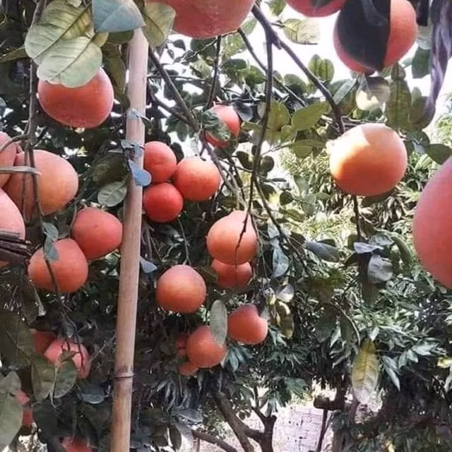 Loại bưởi tiến vua có gì đặc biệt mà cứ đến Tết nhà giàu tranh nhau mua? - Hình 10 Loai buoi tien vua co gi dac biet ma cu den Tet nha giau tranh nhau mua?-Hinh-10
