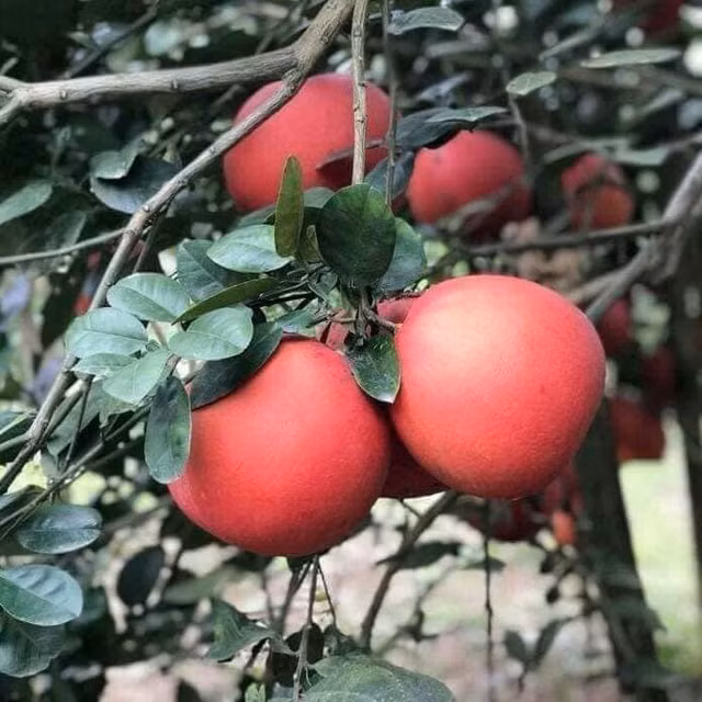 Loại bưởi tiến vua có gì đặc biệt mà cứ đến Tết nhà giàu tranh nhau mua? - Hình 6 Loai buoi tien vua co gi dac biet ma cu den Tet nha giau tranh nhau mua?-Hinh-6
