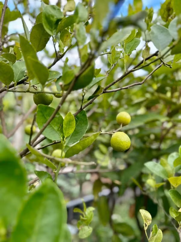 Khu vườn ngập hoa trái như khu sinh thái của Mỹ Tâm - Hình 8 Khu vuon ngap hoa trai nhu khu sinh thai cua My Tam-Hinh-8