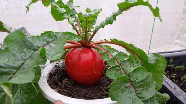 Can canh cac chau bonsai... rau gia vi dep ngan ngo-Hinh-4