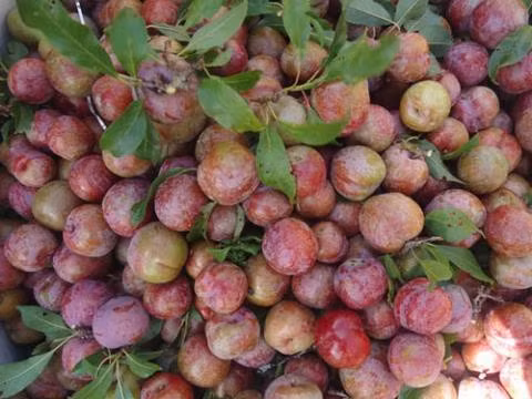 Cách phân biệt mận Trung Quốc và mận Việt Nam - Hình 3 Cach phan biet man Trung Quoc va man Viet Nam-Hinh-3