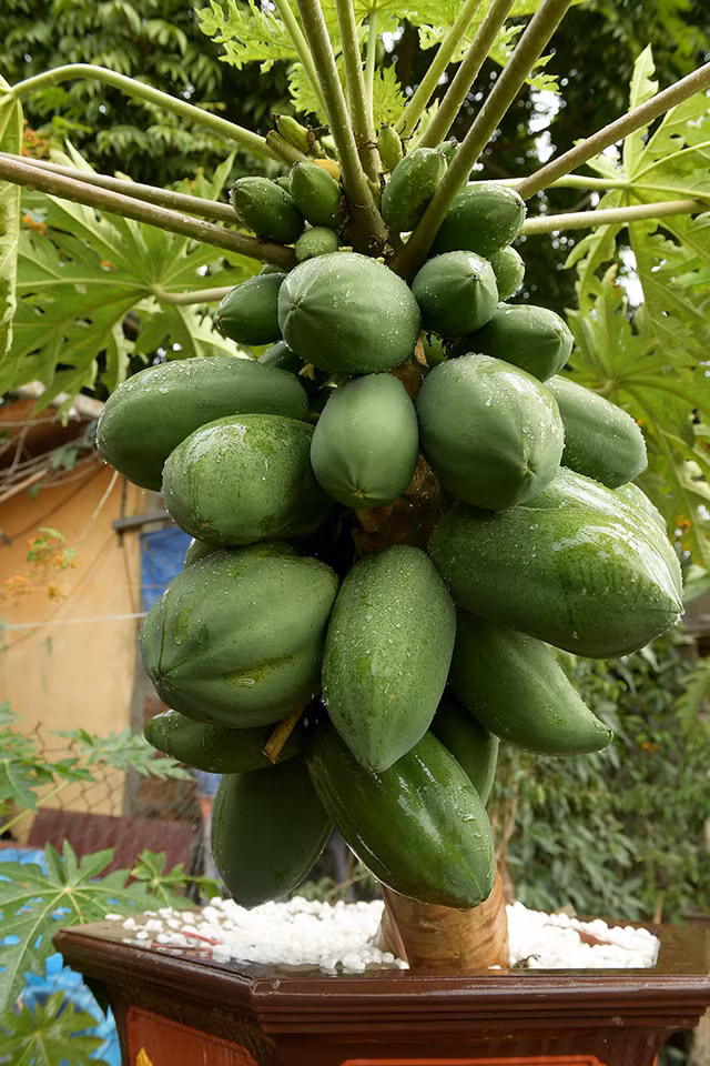 Can canh du du bonsai triu qua cho khach ruoc ve choi Tet-Hinh-8