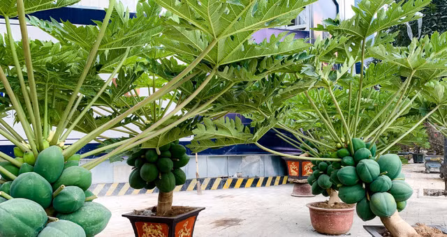 Can canh du du bonsai triu qua cho khach ruoc ve choi Tet-Hinh-3