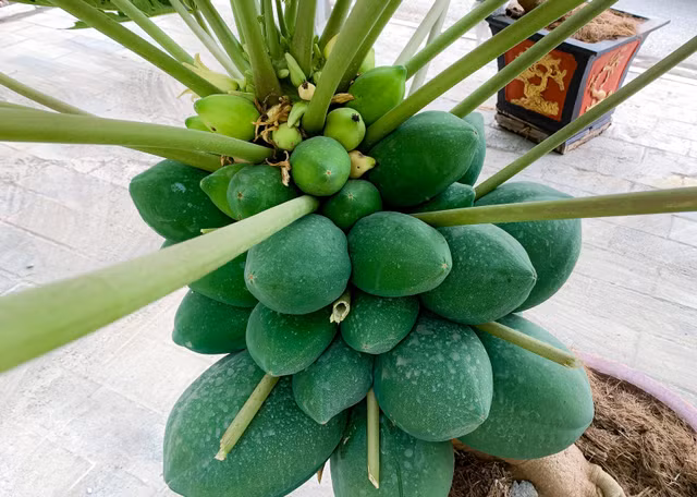 Can canh du du bonsai triu qua cho khach ruoc ve choi Tet-Hinh-6