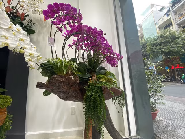 Cận cảnh những chậu Lan hồ điệp trồng trên gỗ lũa tiền tỷ hút khách chơi Tết - Hình 2 Can canh nhung chau Lan ho diep trong tren go lua tien ty hut khach choi Tet-Hinh-2