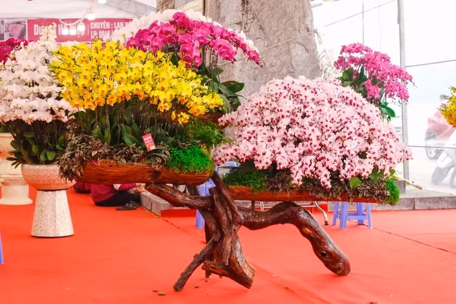 Cận cảnh những chậu Lan hồ điệp trồng trên gỗ lũa tiền tỷ hút khách chơi Tết - Hình 8 Can canh nhung chau Lan ho diep trong tren go lua tien ty hut khach choi Tet-Hinh-8