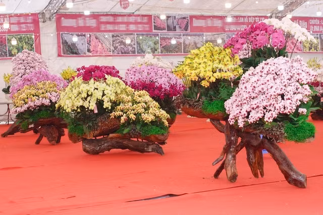 Cận cảnh những chậu Lan hồ điệp trồng trên gỗ lũa tiền tỷ hút khách chơi Tết - Hình 7 Can canh nhung chau Lan ho diep trong tren go lua tien ty hut khach choi Tet-Hinh-7