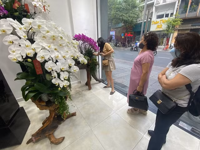 Cận cảnh những chậu Lan hồ điệp trồng trên gỗ lũa tiền tỷ hút khách chơi Tết - Hình 4 Can canh nhung chau Lan ho diep trong tren go lua tien ty hut khach choi Tet-Hinh-4