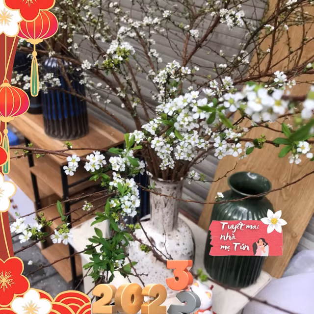 Loài hoa “ngủ đông" đến Tết lại “cháy hàng” giá thế nào? Loai hoa “ngu dong