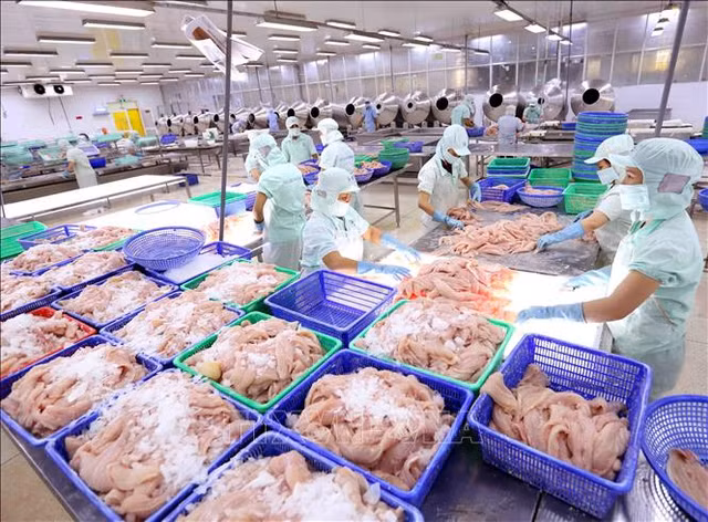 Lỗ luỹ kế của Agifish đã lên đến 535 tỷ, gấp đôi vốn góp chủ sở hữu Lo luy ke cua Agifish da len den 535 ty, gap doi von gop chu so huu