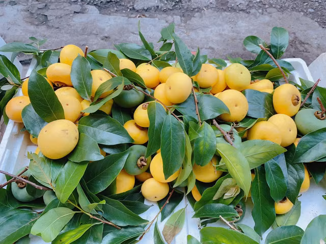 Thi sap nho tro nen dat do, gia 150.000 dong/kg-Hinh-7