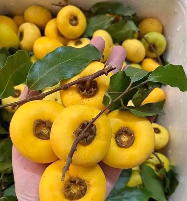 Thi sap nho tro nen dat do, gia 150.000 dong/kg-Hinh-6