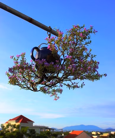Dàn bonsai mọc ngược độc nhất tại Việt Nam - Hình 3 Dan bonsai moc nguoc doc nhat tai Viet Nam-Hinh-3