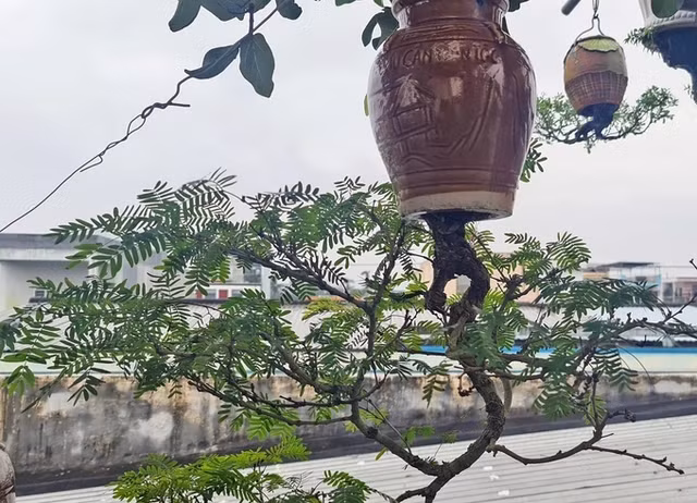 Dàn bonsai mọc ngược độc nhất tại Việt Nam - Hình 8 Dan bonsai moc nguoc doc nhat tai Viet Nam-Hinh-8