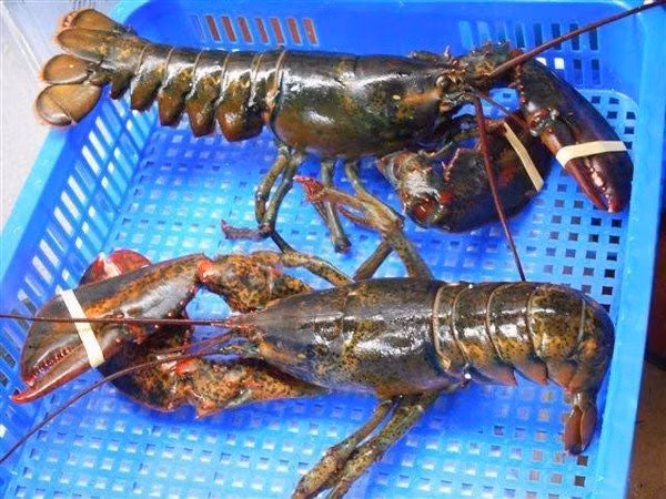 Cherry, việt quất, cua hoàng đế... giá rẻ tranh nhau ở chợ Việt - Hình 7 Cherry, viet quat, cua hoang de... gia re tranh nhau o cho Viet-Hinh-7