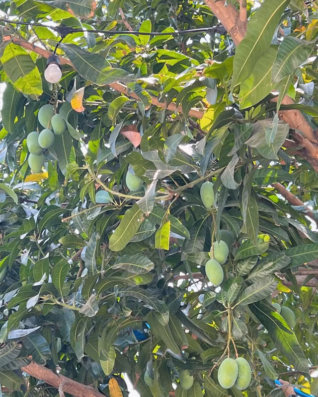 Can canh khu vuon du loai trai cay trong biet thu cua Tang Thanh Ha-Hinh-4