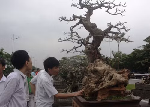 Cây trắc lên chậu thành bonsai tiền tỷ đẹp mê hồn - Hình 3 Cay trac len chau thanh bonsai tien ty dep me hon-Hinh-3