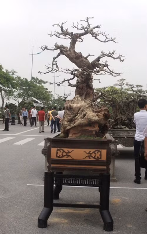 Cây trắc lên chậu thành bonsai tiền tỷ đẹp mê hồn - Hình 2 Cay trac len chau thanh bonsai tien ty dep me hon-Hinh-2