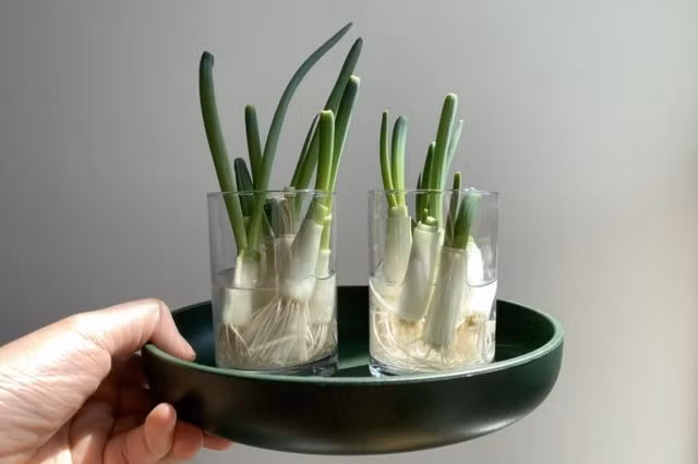 Ngoài cây ăn trái, các loại rau gia vị cũng được nghệ nhân đưa lên chậu thành bonsai Ngoai cay an trai, cac loai rau gia vi cung duoc nghe nhan dua len chau thanh bonsai