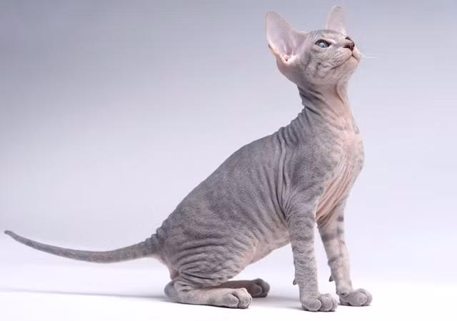 Những loài mèo đắt đỏ nhất thế giới được các đại gia chi hàng trăm nghìn USD mua về - Hình 7 Nhung loai meo dat do nhat the gioi duoc cac dai gia chi hang tram nghin USD mua ve-Hinh-7