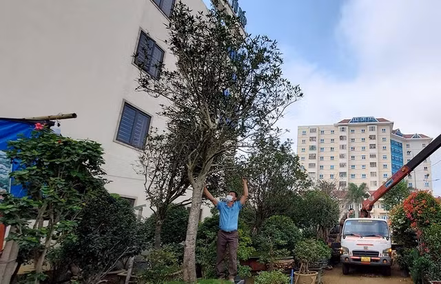 Cận cảnh cây mộc hương đại gia chi tiền tỷ không mua được - Hình 2 Can canh cay moc huong dai gia chi tien ty khong mua duoc-Hinh-2