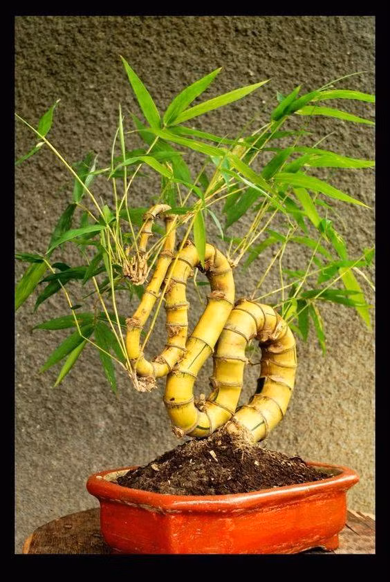 Lai xuat hien trao luu tre bonsai sieu doc choi Tet-Hinh-6