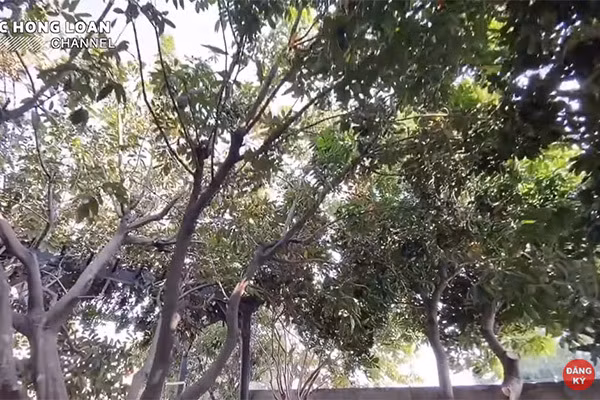 Chi tiet khu vuon ngap cay trai cua NSUT Bao Quoc tai My-Hinh-5