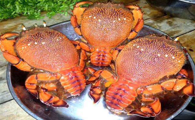 5 loại hải sản đắt đỏ ở các vùng biển đảo Việt Nam - Hình 7 5 loai hai san dat do o cac vung bien dao Viet Nam-Hinh-7