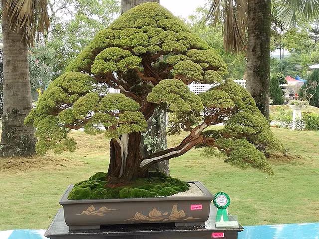 Loạt tác phẩm kim sa tùng bonsai đẹp mê mẩn lòng người Loat tac pham kim sa tung bonsai dep me man long nguoi
