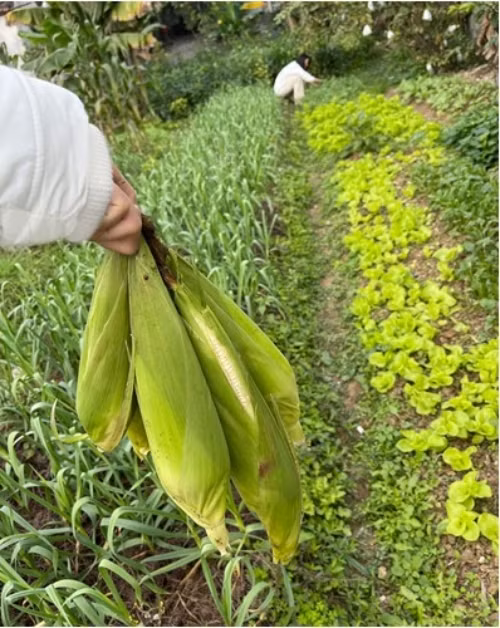 Man nhan vuon rau xanh muot trong nha A hau Dao Thi Hien-Hinh-7