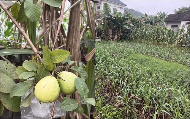 Man nhan vuon rau xanh muot trong nha A hau Dao Thi Hien-Hinh-8