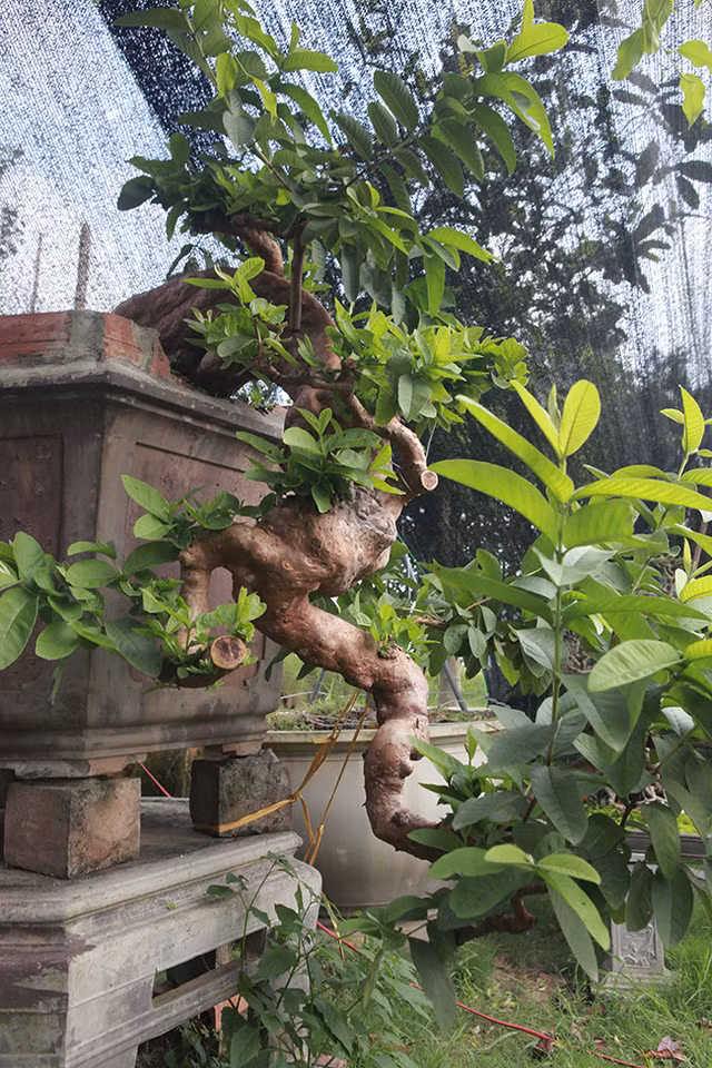 Oi bonsai doc nhat vo nhi gia tien ty khien dai gia Viet me man-Hinh-12