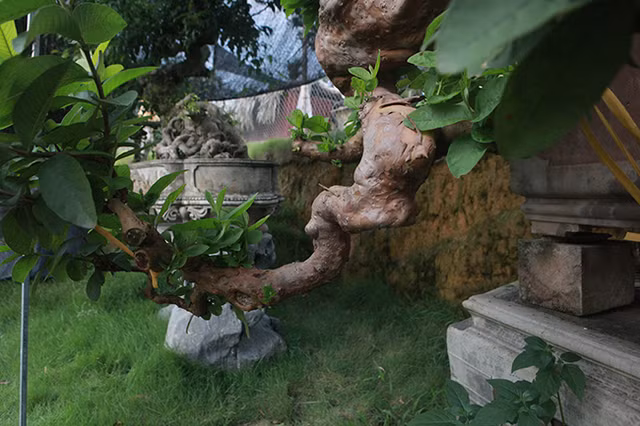 Oi bonsai doc nhat vo nhi gia tien ty khien dai gia Viet me man-Hinh-14