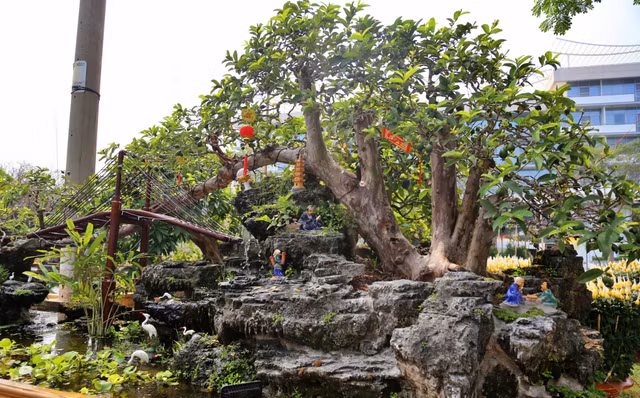 Ổi bonsai độc nhất vô nhị giá tiền tỷ khiến đại gia Việt mê mẩn Oi bonsai doc nhat vo nhi gia tien ty khien dai gia Viet me man