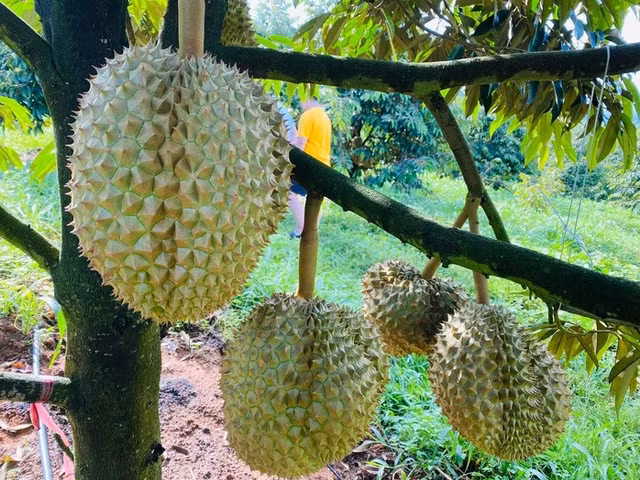 Đi xem vườn sầu riêng lớn nhất thế giới của ông Đoàn Nguyên Đức - Hình 9 Di xem vuon sau rieng lon nhat the gioi cua ong Doan Nguyen Duc-Hinh-9