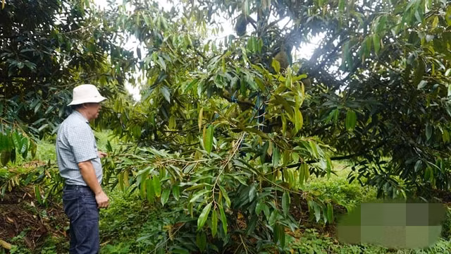 Đi xem vườn sầu riêng lớn nhất thế giới của ông Đoàn Nguyên Đức - Hình 2 Di xem vuon sau rieng lon nhat the gioi cua ong Doan Nguyen Duc-Hinh-2