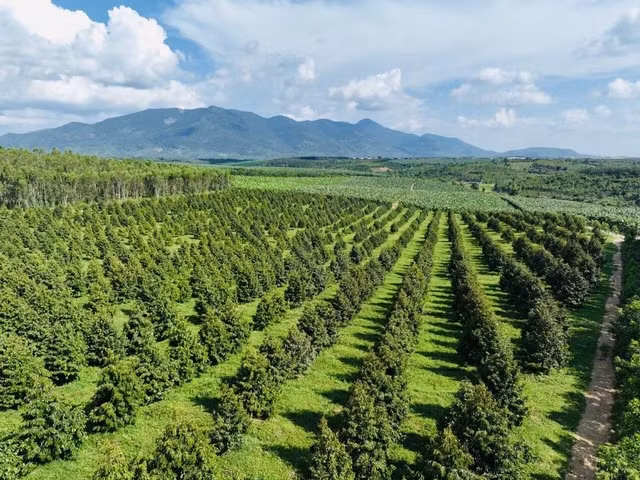 Đi xem vườn sầu riêng lớn nhất thế giới của ông Đoàn Nguyên Đức - Hình 3 Di xem vuon sau rieng lon nhat the gioi cua ong Doan Nguyen Duc-Hinh-3