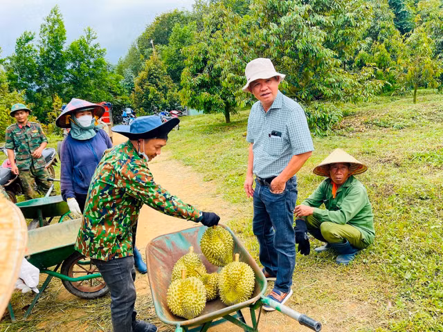 Di xem vuon sau rieng lon nhat the gioi cua ong Doan Nguyen Duc