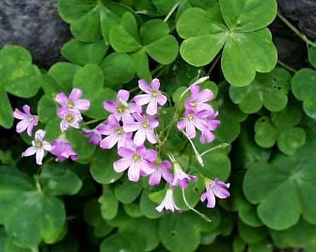 Nông dân khá lên nhờ loài cây dại này - Hình 4 Nong dan kha len nho loai cay dai nay-Hinh-4