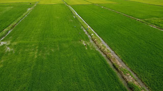 Nông dân khá lên nhờ loài cây dại này - Hình 10 Nong dan kha len nho loai cay dai nay-Hinh-10