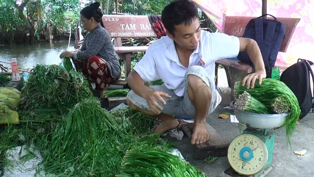 Nông dân khá lên nhờ loài cây dại này - Hình 11 Nong dan kha len nho loai cay dai nay-Hinh-11