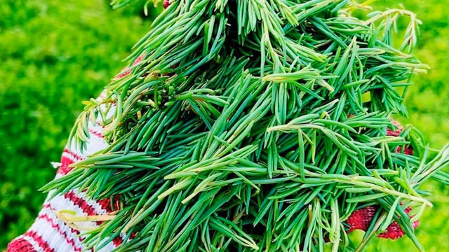 Nông dân khá lên nhờ loài cây dại này - Hình 5 Nong dan kha len nho loai cay dai nay-Hinh-5
