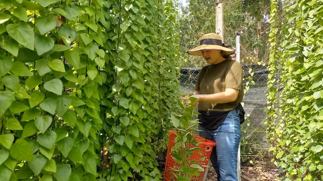 Nông dân khá lên nhờ loài cây dại này - Hình 9 Nong dan kha len nho loai cay dai nay-Hinh-9
