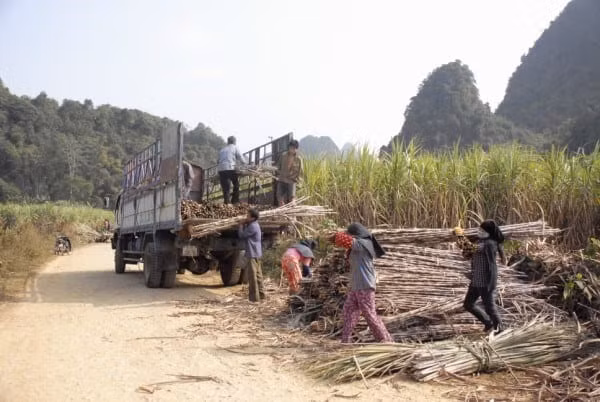 Thành viên HĐQT Mía đường Cao Bằng bị phạt do chậm báo cáo giao dịch cổ phiếu Thanh vien HDQT Mia duong Cao Bang bi phat do cham bao cao giao dich co phieu